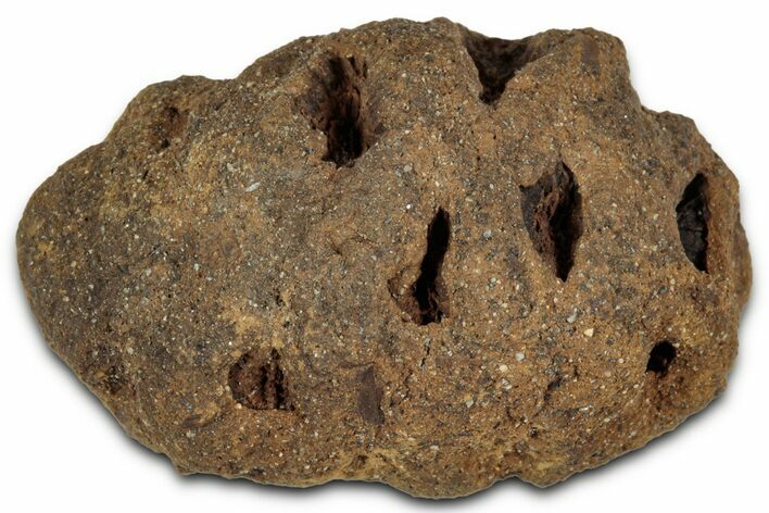 Fossil Pine Cone (Metasequoia) - Montana #352484